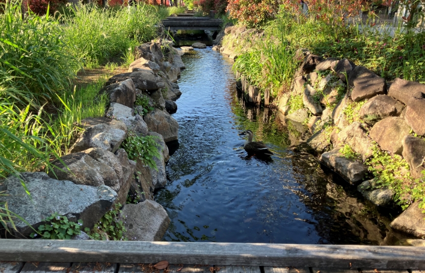 せせらぎ遊歩道の画像